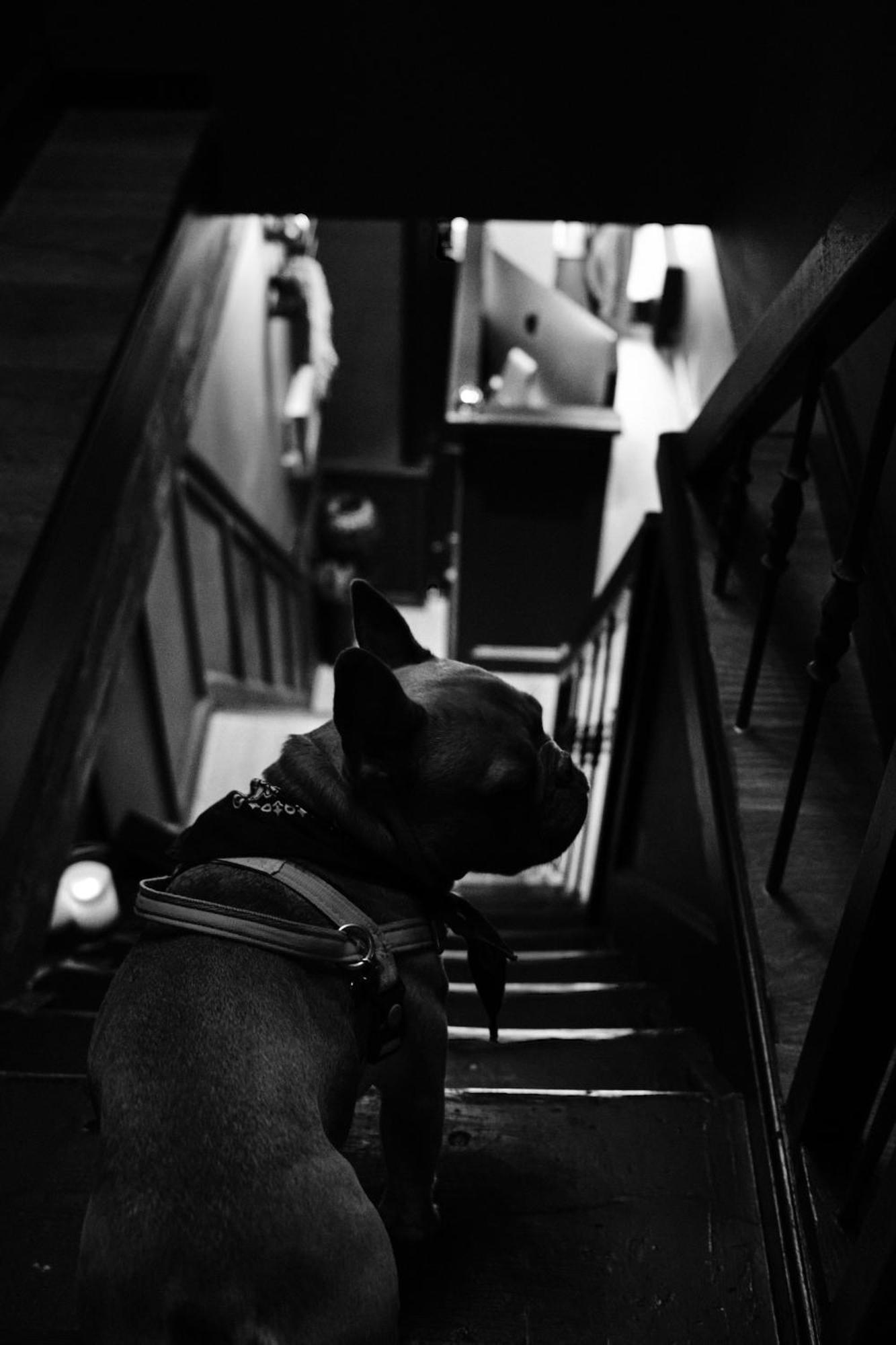 Hôtel Frenchie Haarlem Extérieur photo